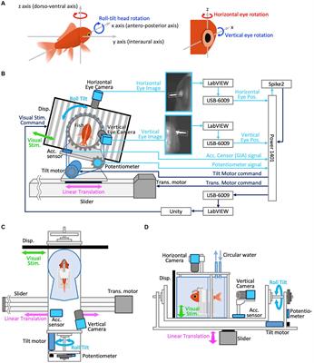 Learning capabilities to resolve tilt-translation ambiguity in goldfish